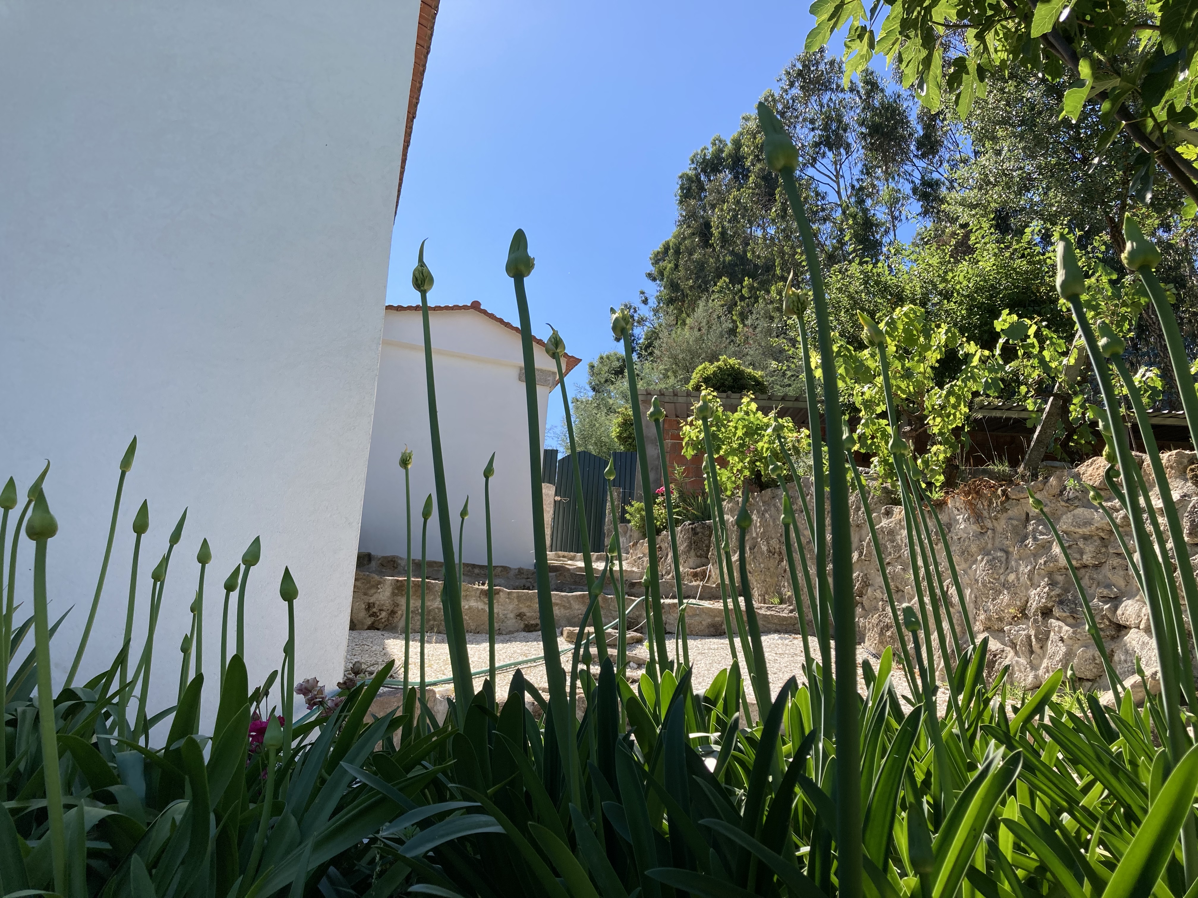 Entrada do jardim com plantas tradicionais